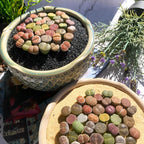 Boutique Large Lithops Random DIY Mix Rare Live Succulents Plants, Bare Root Without Soil & Pot, Plants Lover Gift