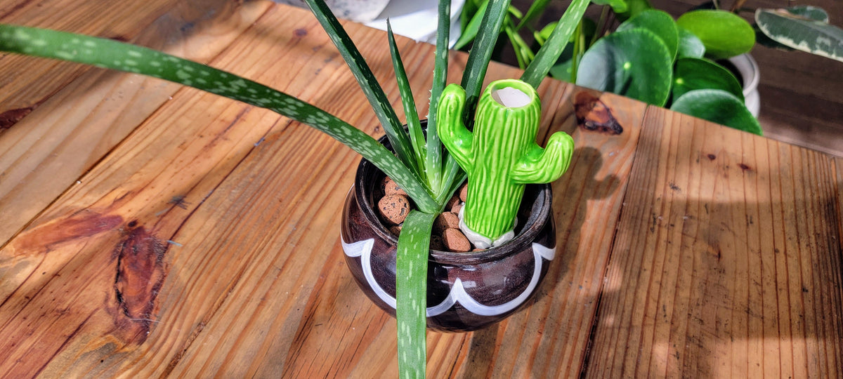 Cactus Watering Spike
