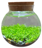 WaterPlants- Grow Lush Aquatic Plants from Seed! Thrives With Minimal Care