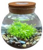 WaterPlants- Grow Lush Aquatic Plants from Seed! Thrives With Minimal Care