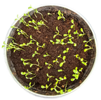 Pot O' Good Luck - Grow Your Own Shamrocks Multipack of 3