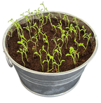 Pot O' Good Luck - Grow Your Own Shamrocks Multipack of 3