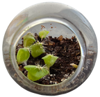 Cacti Tiny Terrariums Bundle - 1 each of 6 Varieties