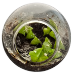 Cacti Tiny Terrariums Bundle - 1 each of 6 Varieties