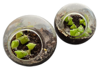 Cacti Tiny Terrariums Bundle - 1 each of 6 Varieties