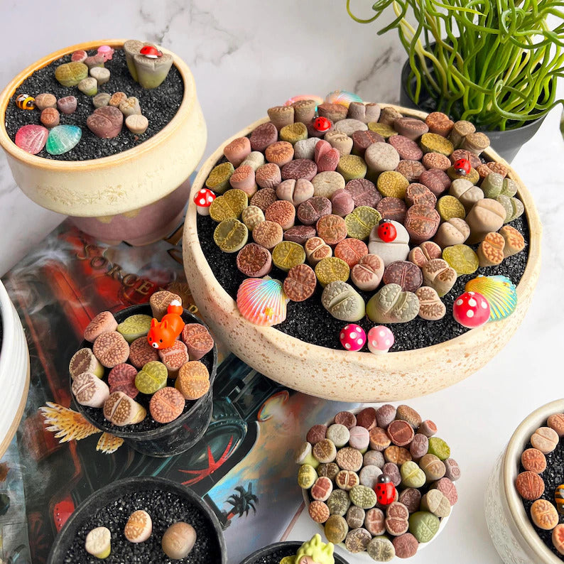Boutique Large Lithops Random DIY Mix Rare Live Succulents Plants, Bare Root Without Soil & Pot, Plants Lover Gift
