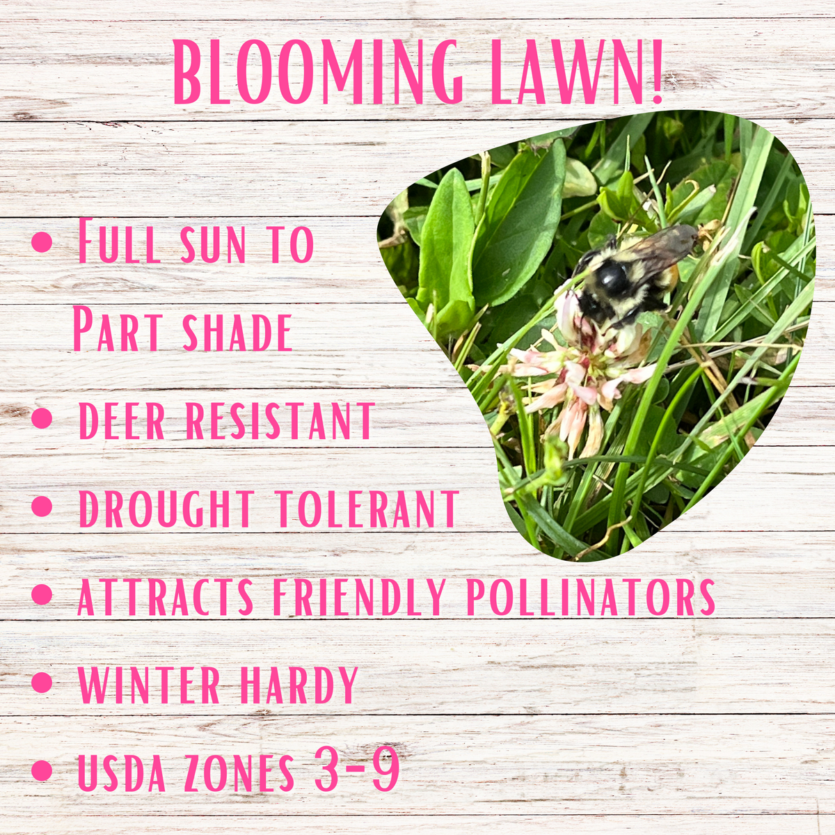Thick Bee Lawn Seed Kit