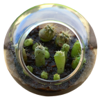Cacti Tiny Terrariums Bundle - 1 each of 6 Varieties