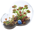 Carnivorous Growarium Meat-Eating Seed Terrarium Kit