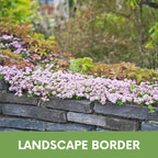 Creeping Thyme Easy Spread Shaker