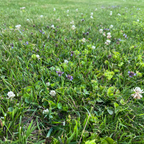 Bee Lawn Seed Kit - Easy Spread Shaker