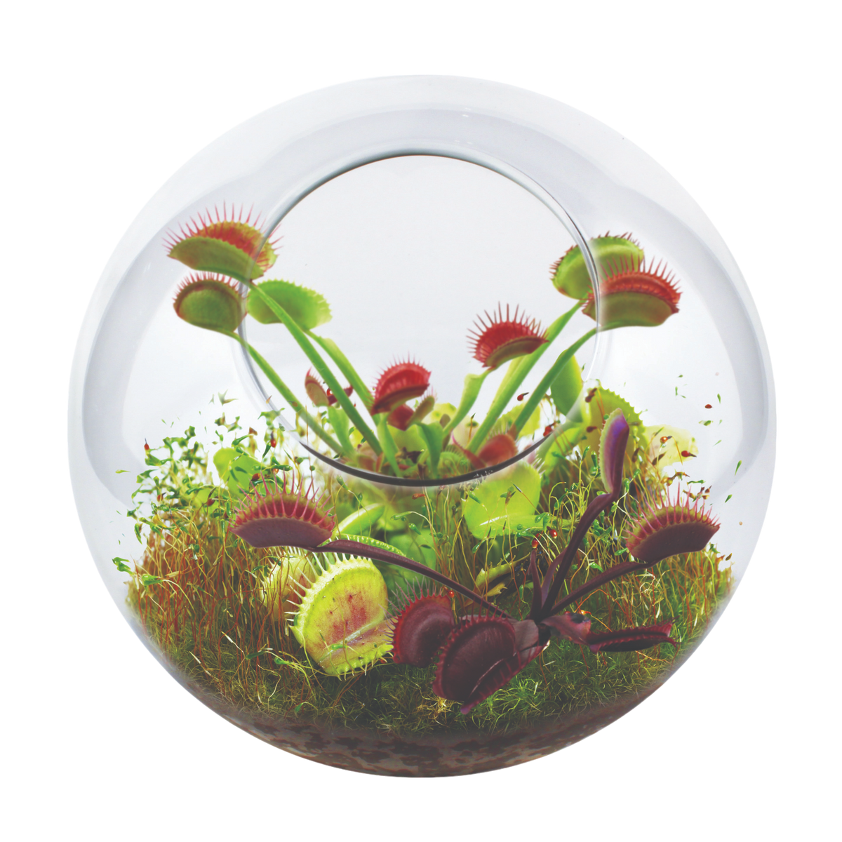 Flytrap Garden Glass Terrarium Seed Starting Kit