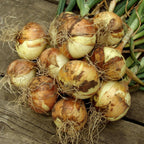 Mixed Yellow Red Onion Sets - Bulbs Non-GMO