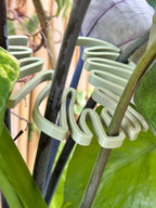 Monstera Stem Support | 3D Printed Houseplant Trellis | Plant Holder