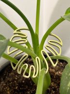 Monstera Stem Support | 3D Printed Houseplant Trellis | Plant Holder