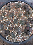 Lithops Living Stone Premium Potting Mix