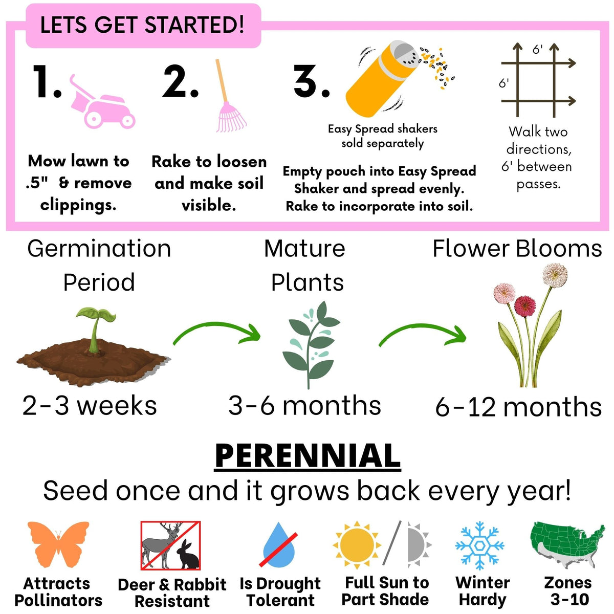 English Daisy 'Mixed' Seed Pouch