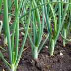 Mixed Yellow Red Onion Sets - Bulbs Non-GMO
