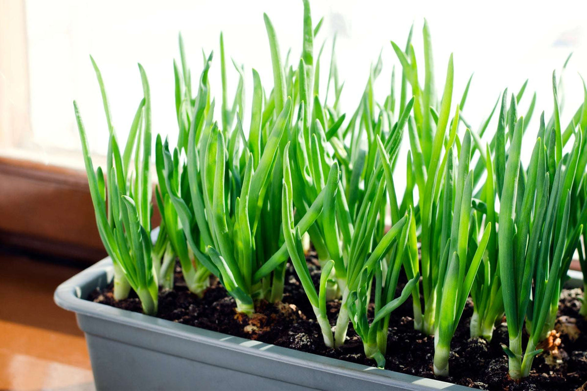 Mixed Yellow Red Onion Sets - Bulbs Non-GMO