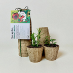 Ocean Made Kelp Pots | 3" Round