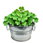 Pot O' Good Luck - Grow Your Own Shamrocks Multipack of 3