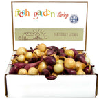 Mixed Yellow Red Onion Sets - Bulbs Non-GMO