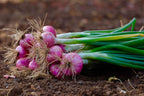 Mixed Yellow Red Onion Sets - Bulbs Non-GMO