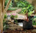 Smart Pot Pond Pot