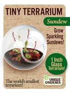 Carnivorous Tiny Terrariums Bundle - 2 each of 2 Varieties
