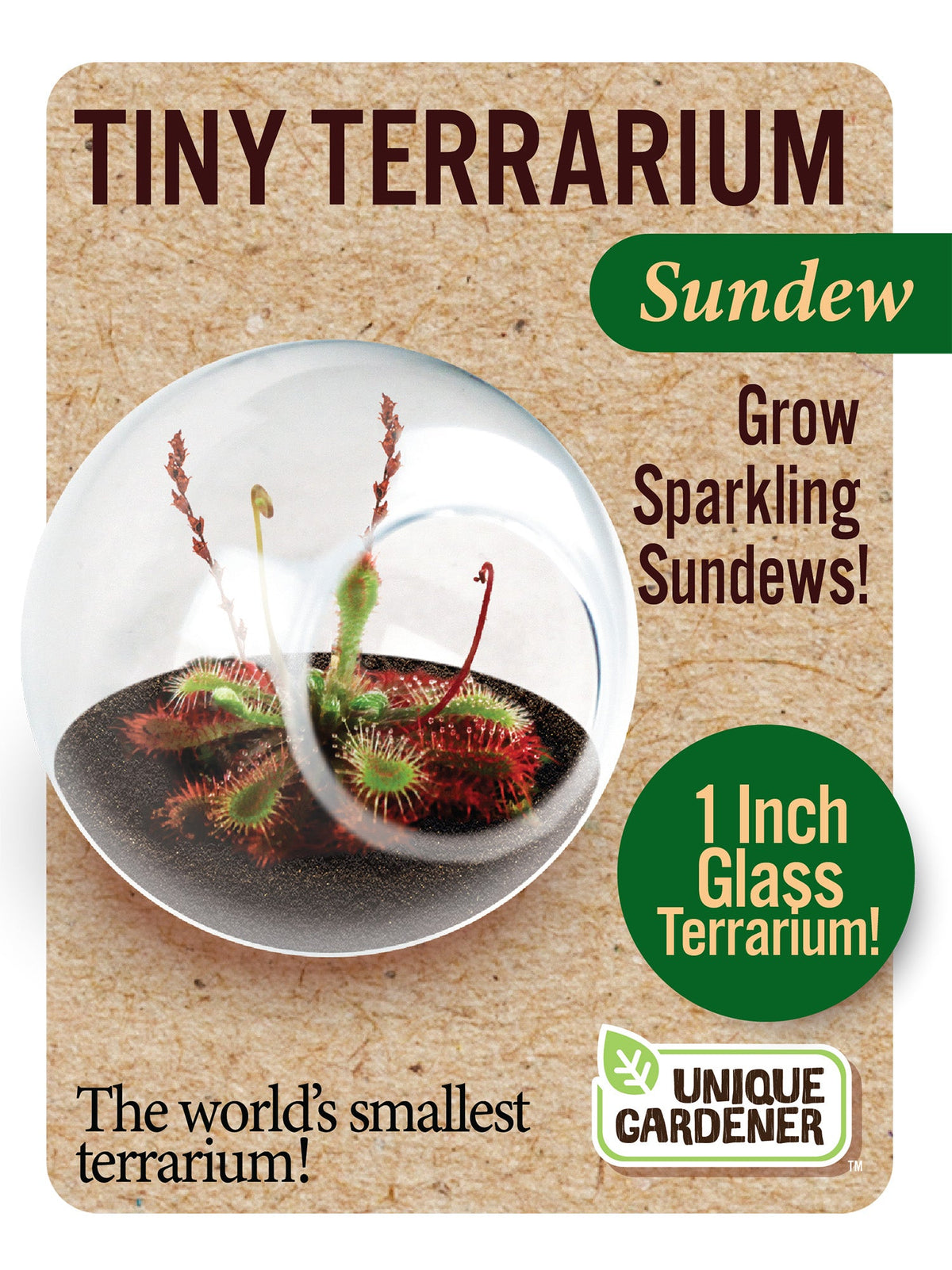 Carnivorous Tiny Terrariums Bundle - 2 each of 2 Varieties