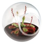 Carnivorous Tiny Terrariums Bundle - 2 each of 2 Varieties