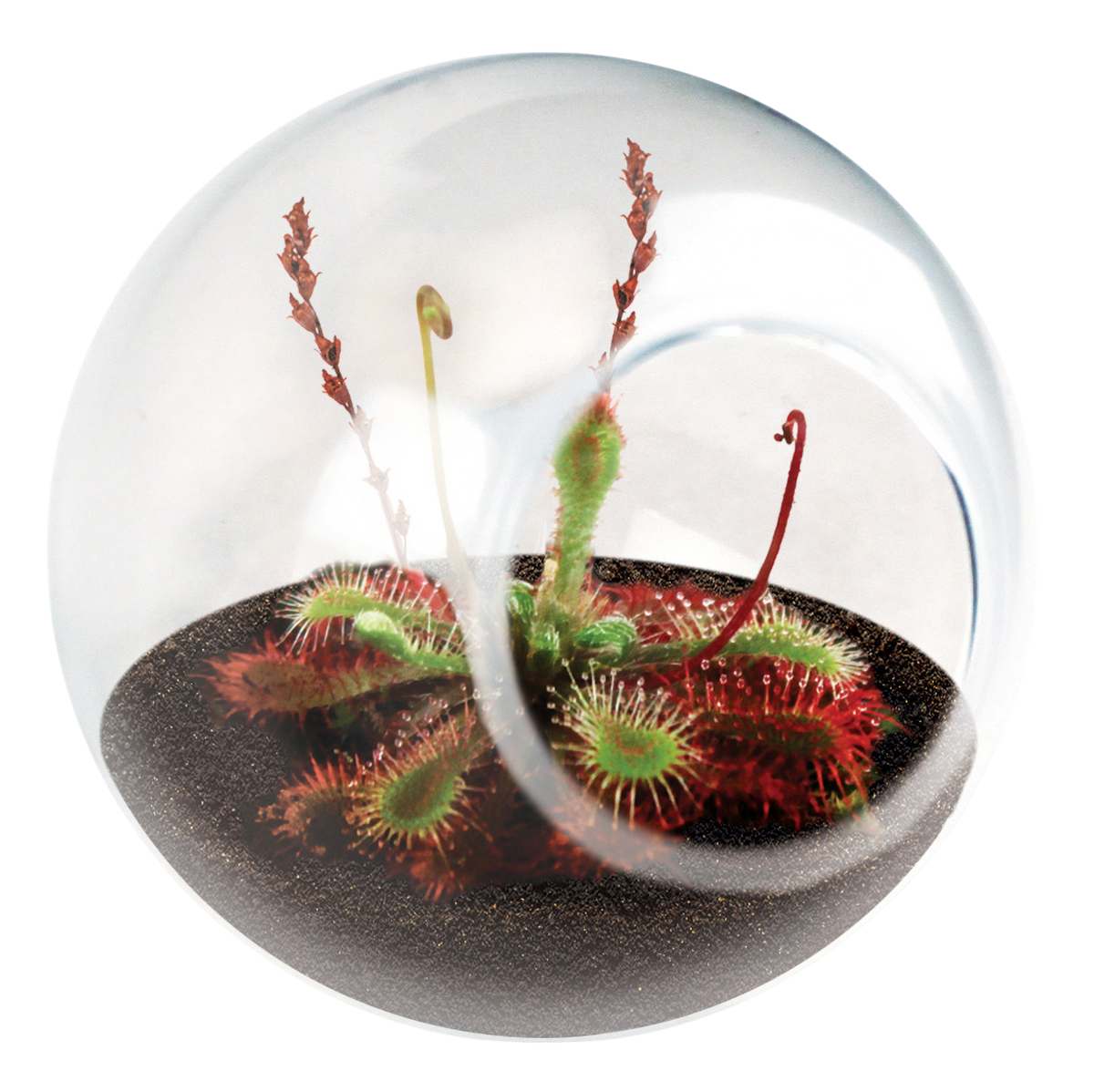 Carnivorous Tiny Terrariums Bundle - 2 each of 2 Varieties