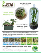 Carnivorous Growarium Meat-Eating Seed Terrarium Kit