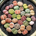 Boutique Large Lithops Random DIY Mix Rare Live Succulents Plants, Bare Root Without Soil & Pot, Plants Lover Gift