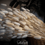 Bunny Tails – 50 Seeds