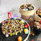 Boutique Large Lithops Random DIY Mix Rare Live Succulents Plants, Bare Root Without Soil & Pot, Plants Lover Gift