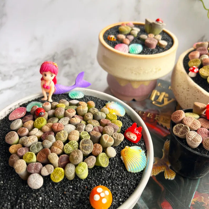 Boutique Large Lithops Random DIY Mix Rare Live Succulents Plants, Bare Root Without Soil & Pot, Plants Lover Gift