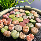 Boutique Large Lithops Random DIY Mix Rare Live Succulents Plants, Bare Root Without Soil & Pot, Plants Lover Gift
