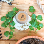"Cooking Herbs" Seed Collection