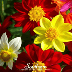 Mignon Dahlia Mix – 25 Seeds