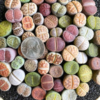 Boutique Large Lithops Random DIY Mix Rare Live Succulents Plants, Bare Root Without Soil & Pot, Plants Lover Gift