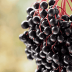 Elderberry Seed Collection (American Black • Red • Blue)