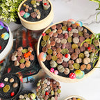 Boutique Large Lithops Random DIY Mix Rare Live Succulents Plants, Bare Root Without Soil & Pot, Plants Lover Gift